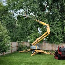 Best Lawn Renovation and Restoration  in Elkin, NC