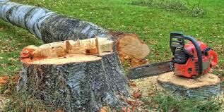 Best Tree Preservation Services  in Elkin, NC