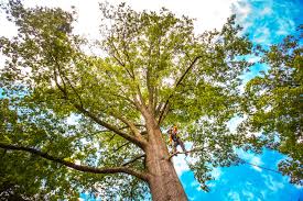 How Our Tree Care Process Works  in  Elkin, NC