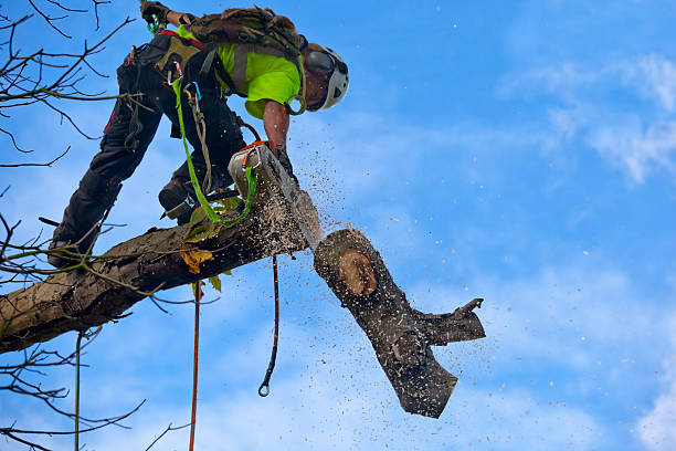 Lawn Maintenance Plans in Elkin, NC