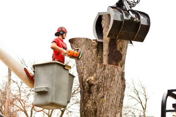 Reliable Elkin, NC Tree Care Solutions